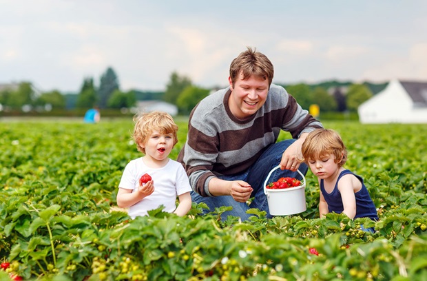 Family_Picking_Strawberries
