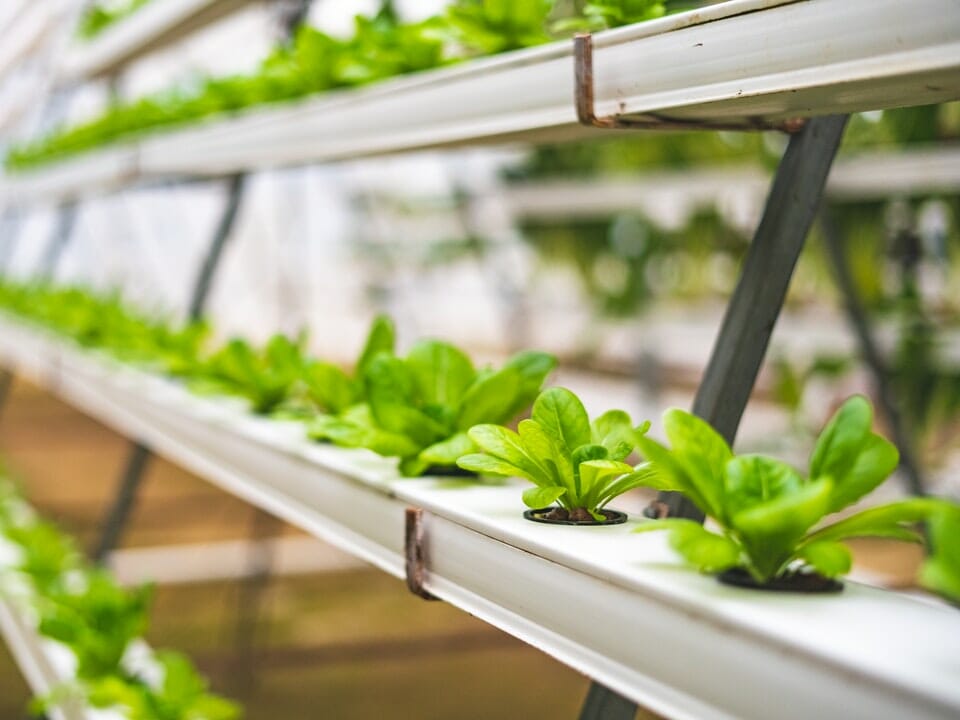 Hydroponics_blog
