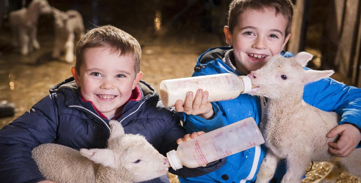 Lambs